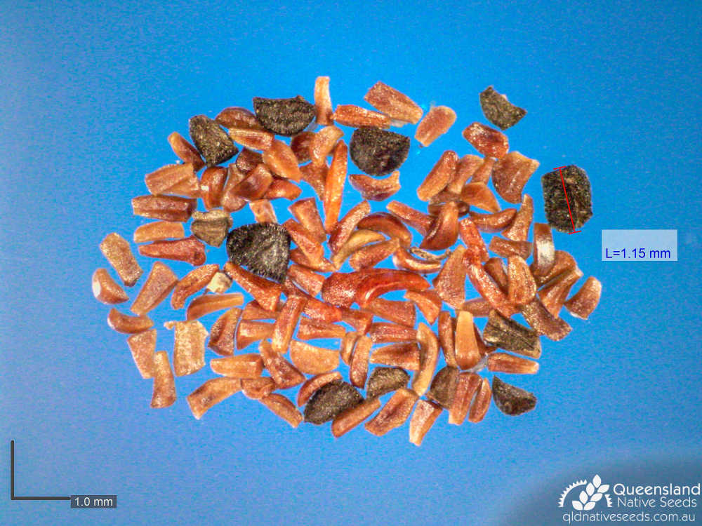 Eucalyptus chloroclada | microscope seed | Queensland Native Seeds