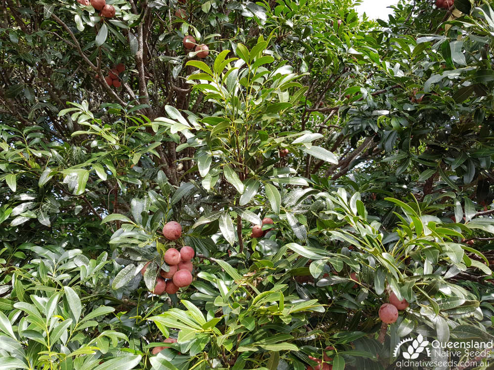 Owenia venosa | leaves, fruit | Queensland Native Seeds