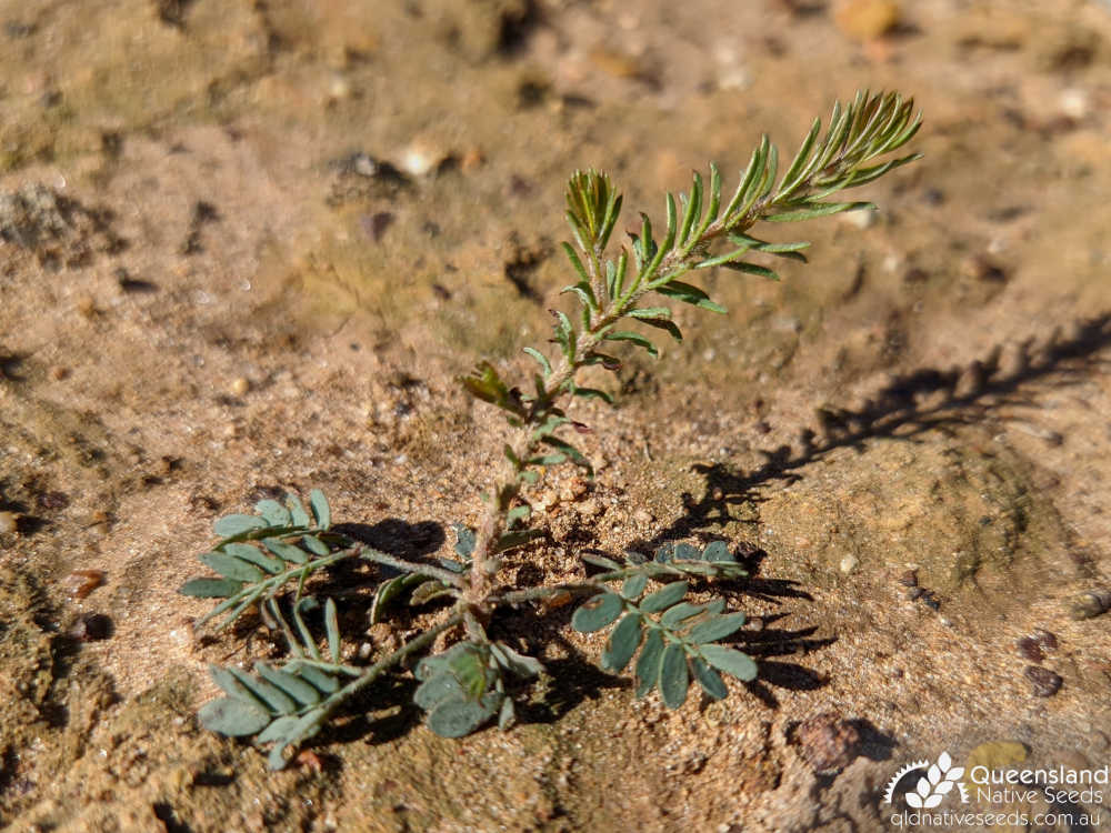 Acacia conferta | seedling | Queensland Native Seeds