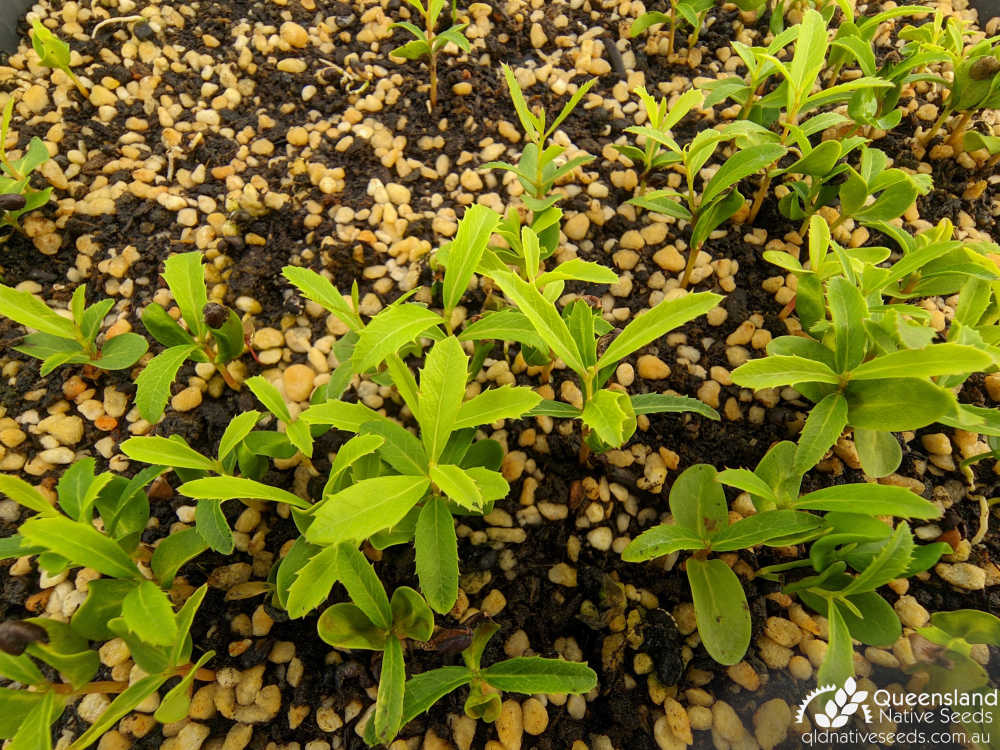 Denhamia parvifolia | nursery seedlings | Queensland Native Seeds