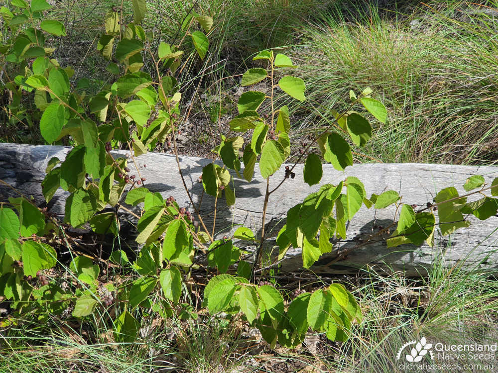 Grewia latifolia | habit | Queensland Native Seeds