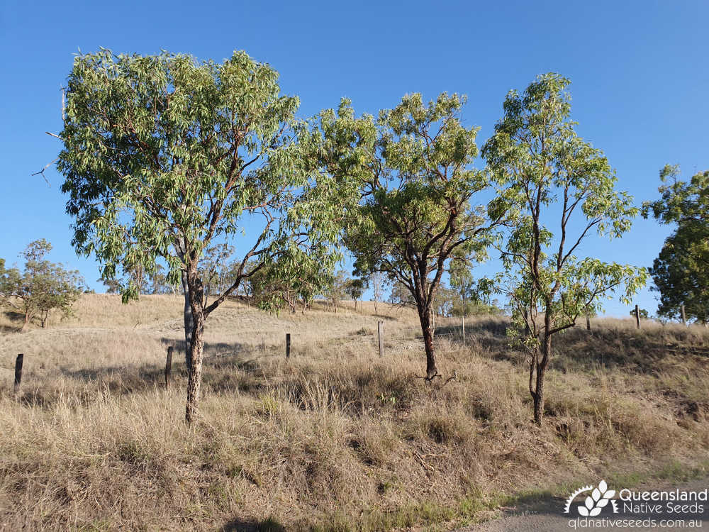 Corymbia erythrophloia | juvenile trees | Queensland Native Seeds