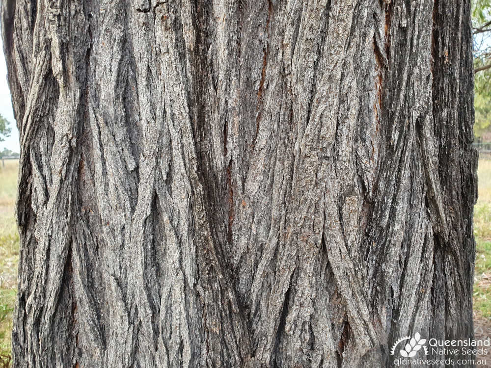 Acacia harpophylla | bark | Queensland Native Seeds