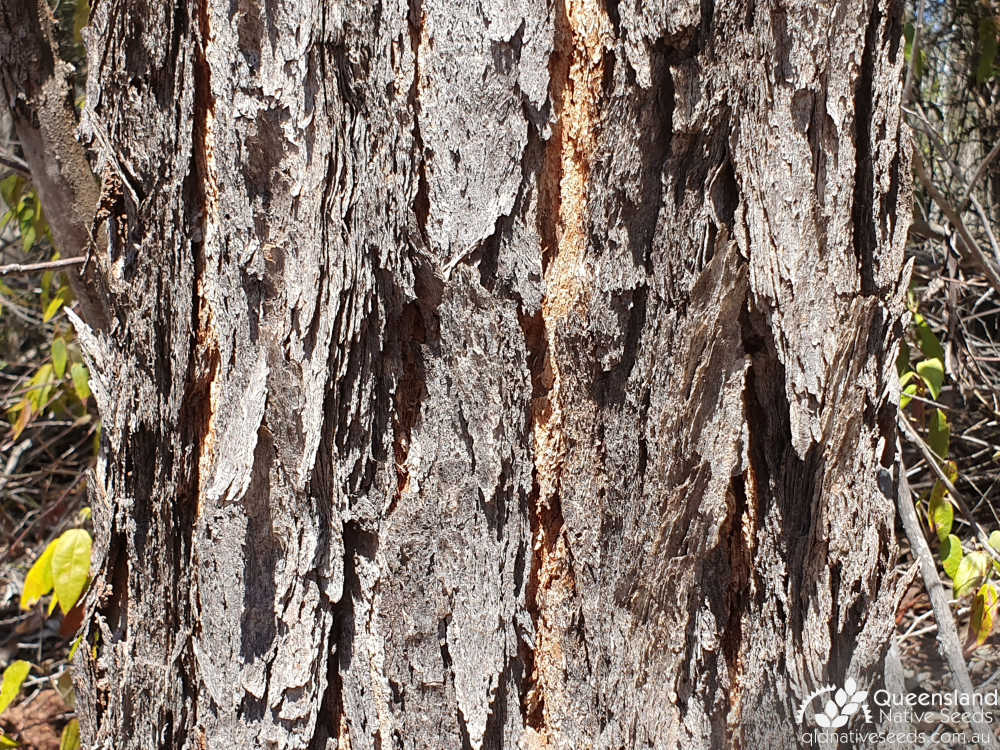 Eucalyptus decorticans | bark | Queensland Native Seeds