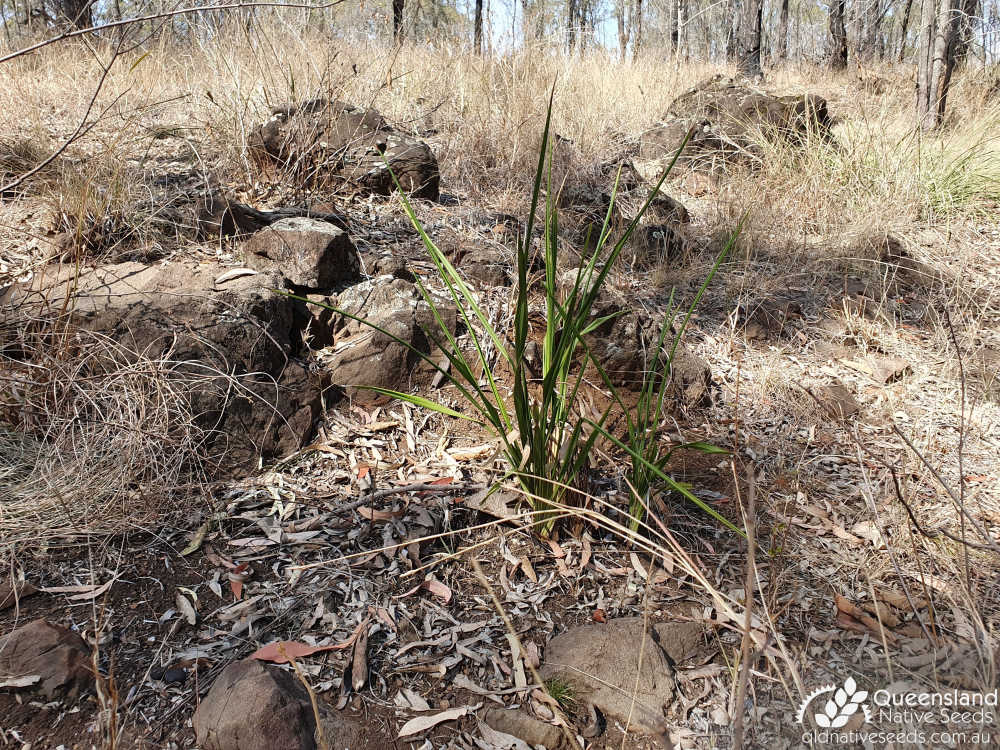 Grewia latifolia | Edaphic site examples (basaltic, skeletal clay loam) | Queensland Native Seeds