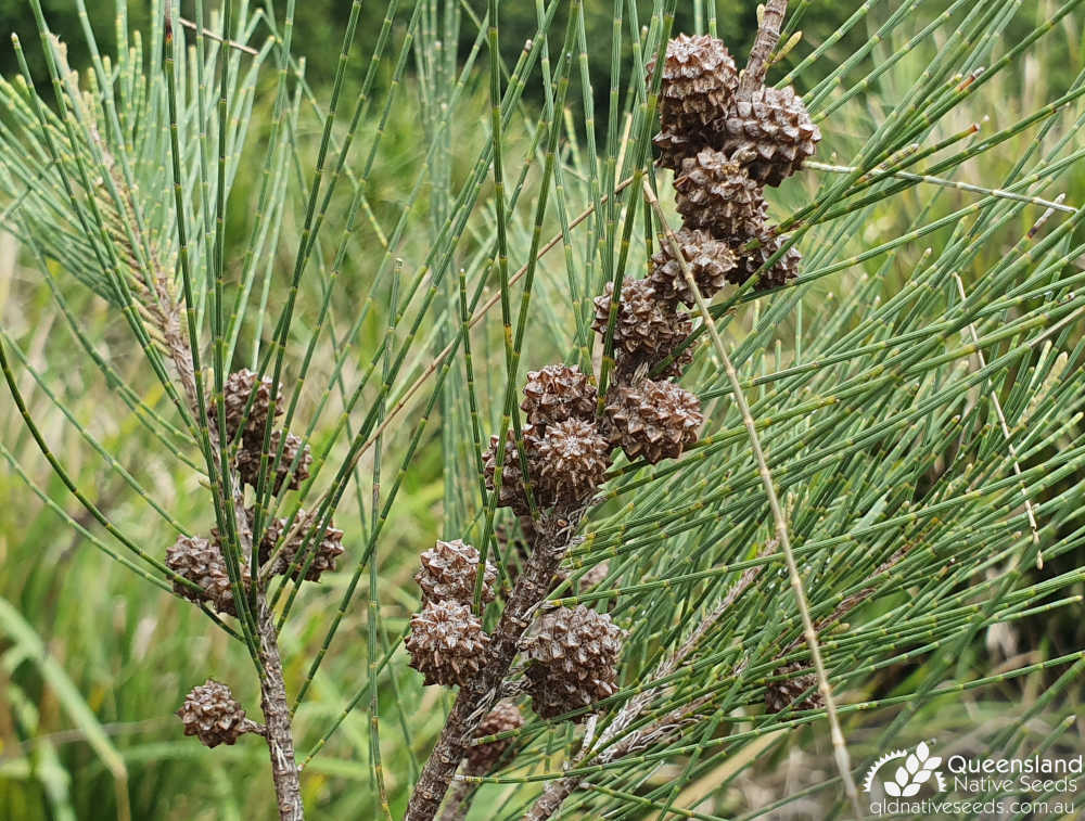 Casuarina cunninghamiana subsp. cunninghamiana | fruit | Queensland Native Seeds