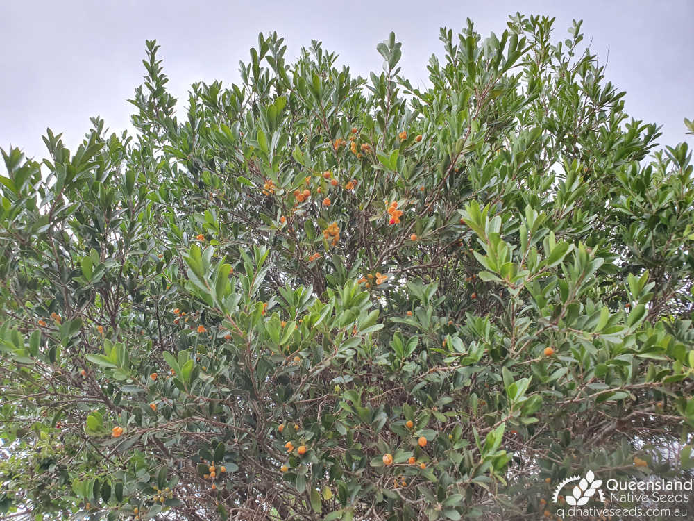 Denhamia parvifolia | canopy | Queensland Native Seeds