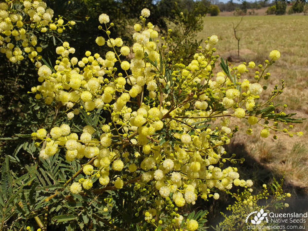 Acacia irrorata subsp. irrorata | inflorescence | Queensland Native Seeds