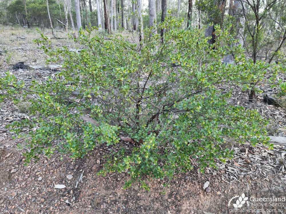 Dodonaea triangularis | habit, habitat | Queensland Native Seeds
