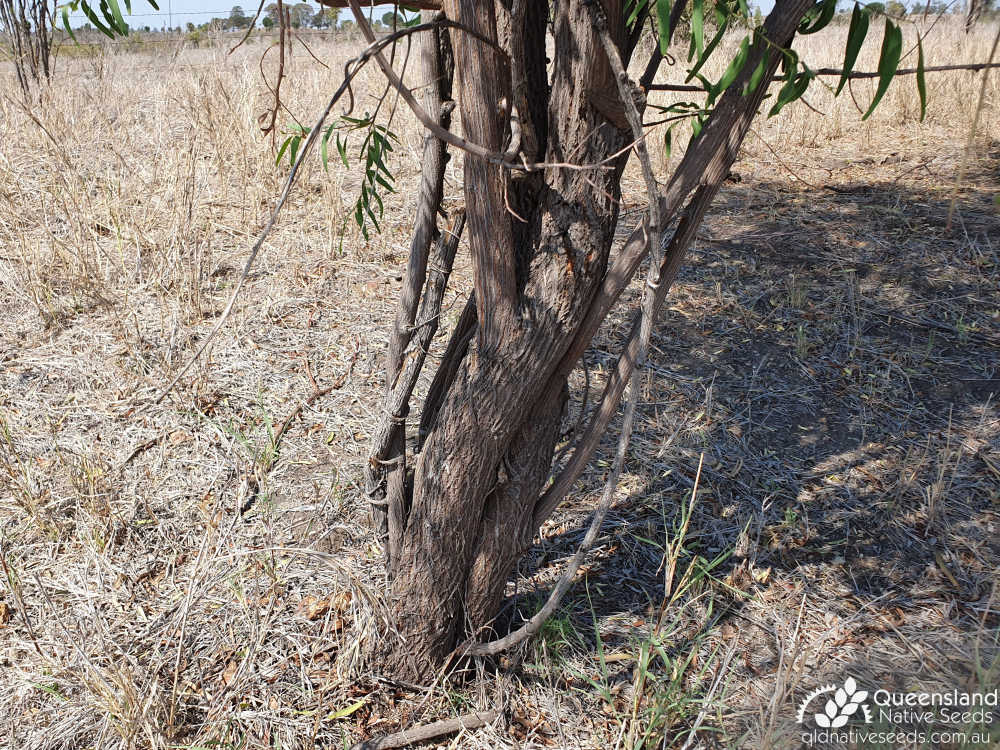 Ventilago viminalis | developing trunk | Queensland Native Seeds