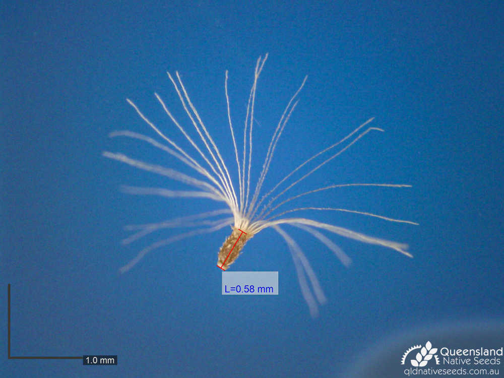 Cassinia laevis | microscope | Queensland Native Seeds