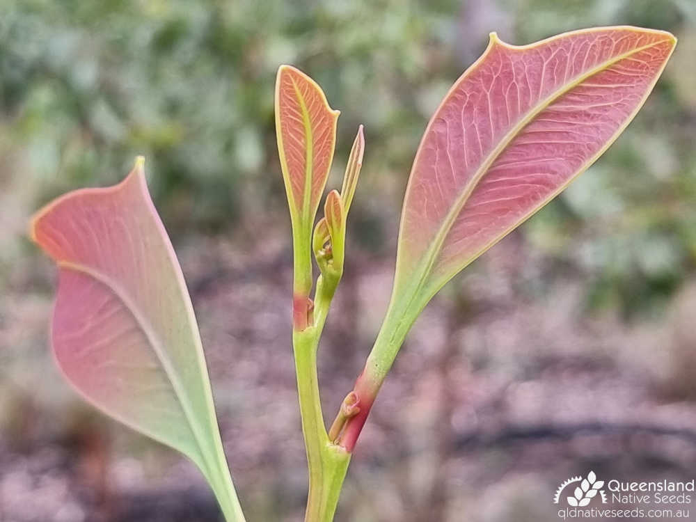 Acacia bancroftiorum | terminal growth | Queensland Native Seeds