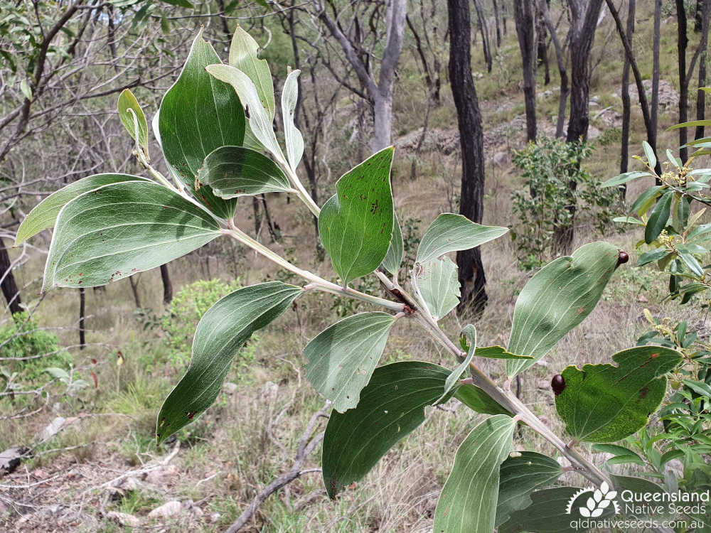 Acacia grandifolia | terminal growth, phyllodes | Queensland Native Seeds