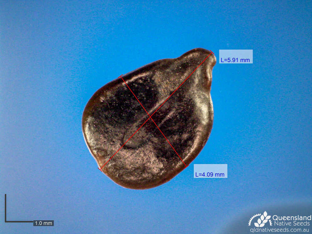 Senna artemisioides subsp. artemisioides | microscope | Queensland Native Seeds