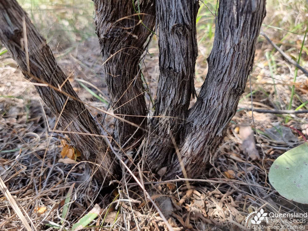 Dodonaea viscosa subsp. spatulata | base, bark | Queensland Native Seeds