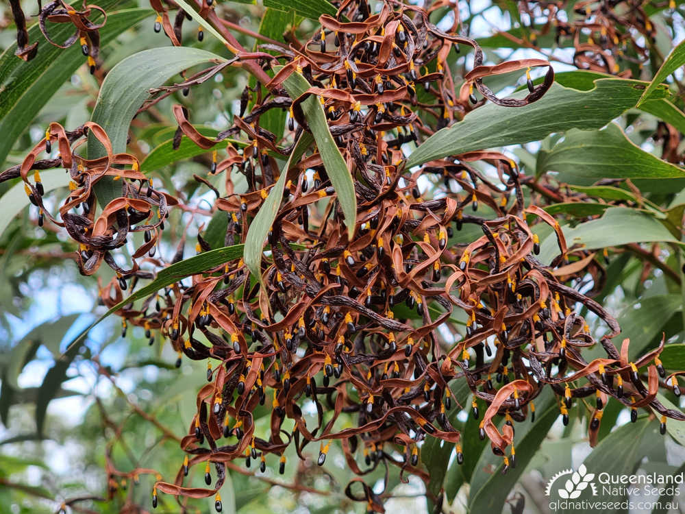 Acacia leiocalyx  | pod, seed | Queensland Native Seeds