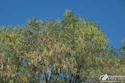 Acacia cambagei 