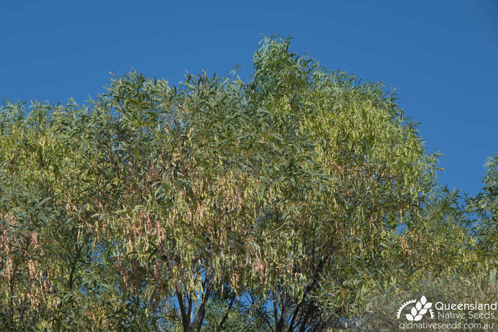 Acacia cambagei | pod, phyllode | Queensland Native Seeds