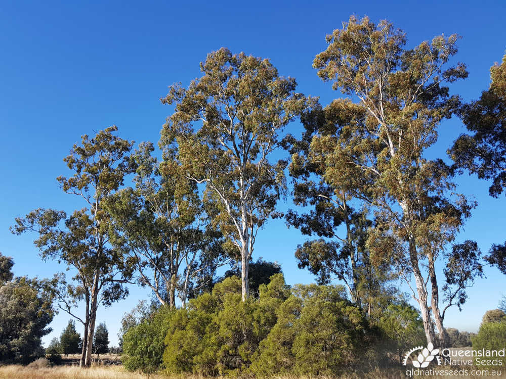 Eucalyptus argophloia | habit, habitat | Queensland Native Seeds