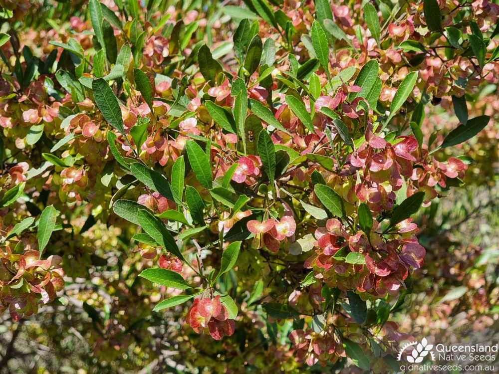 Dodonaea viscosa subsp. spatulata | fruit as winged capsule, leaves | Queensland Native Seeds