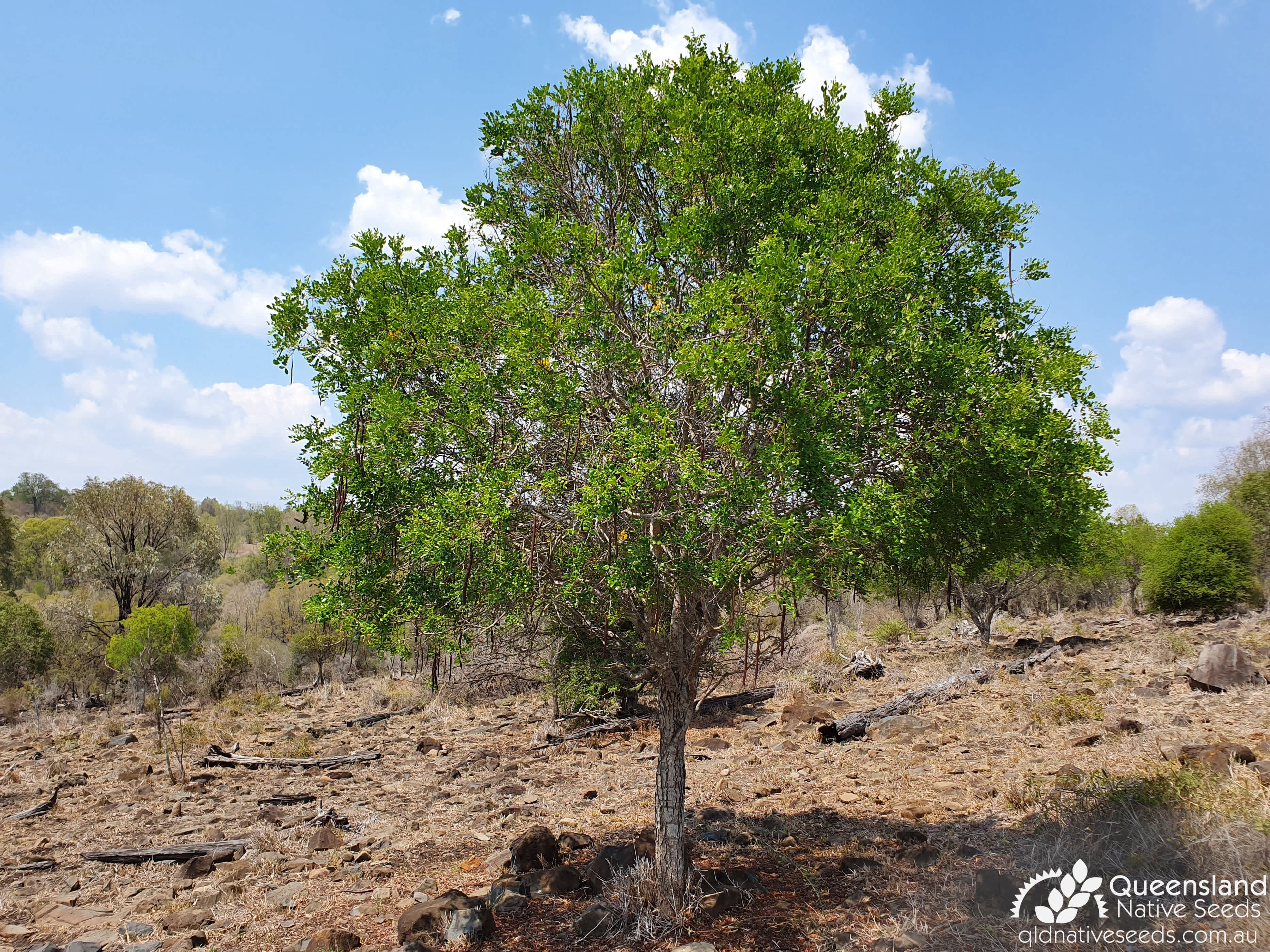 Cassia tomentella 