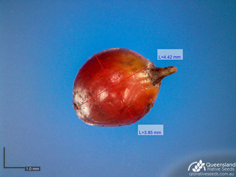 Gahnia aspera | microscope | Queensland Native Seeds
