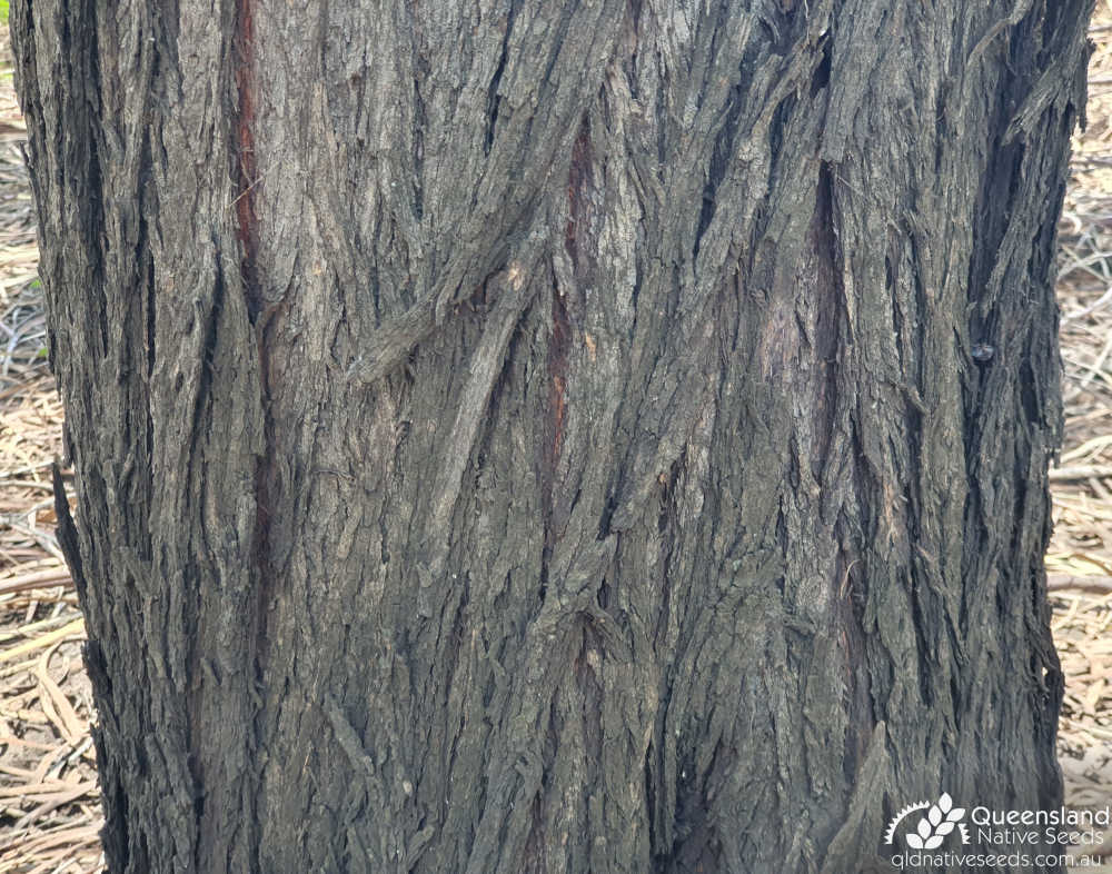 Acacia stenophylla | bark | Queensland Native Seeds