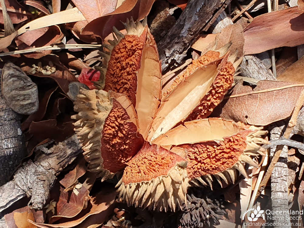Flindersia australis | dehisced fruit | Queensland Native Seeds