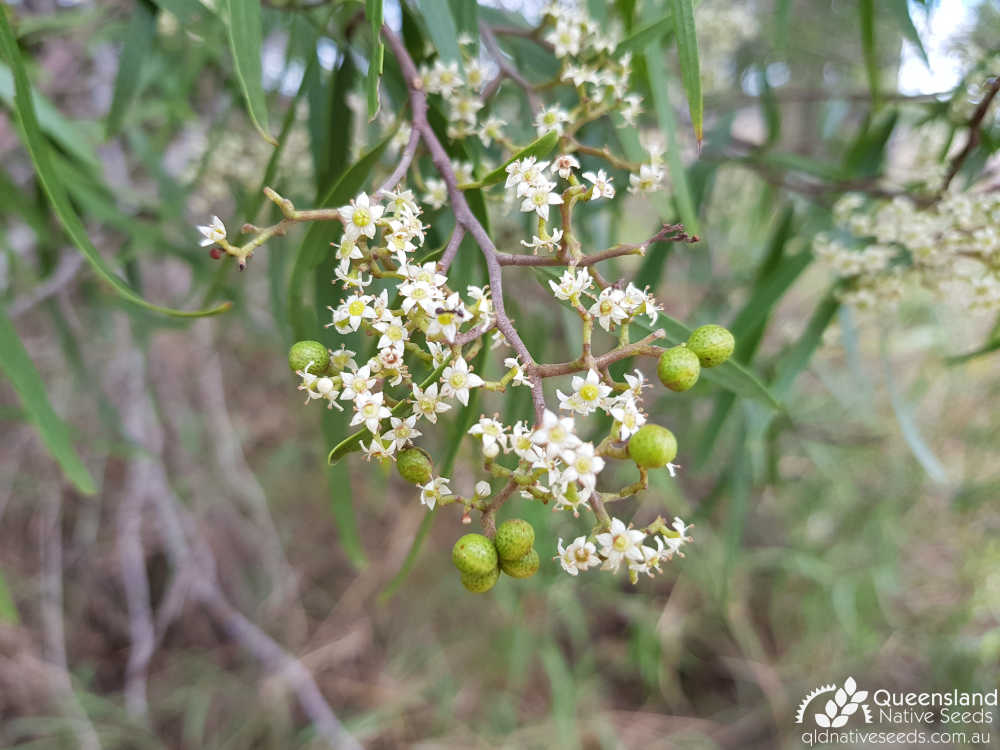 Geijera parviflora | inflorescence, fruit | Queensland Native Seeds
