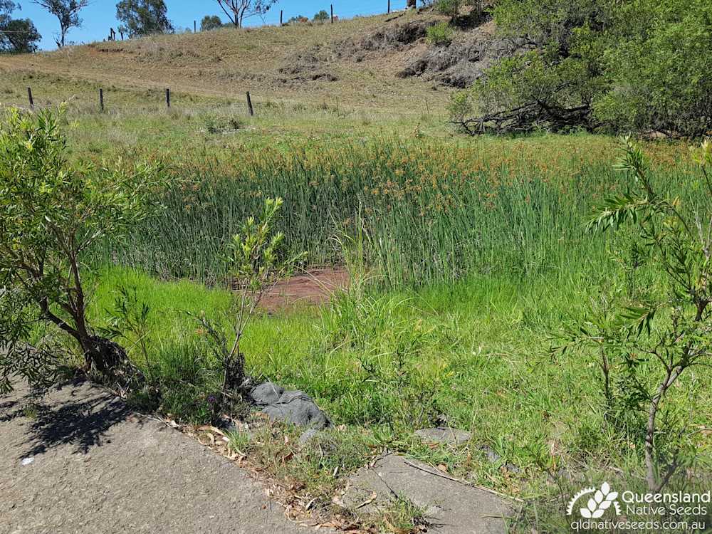 Schoenoplectus validus | habitat | Queensland Native Seeds
