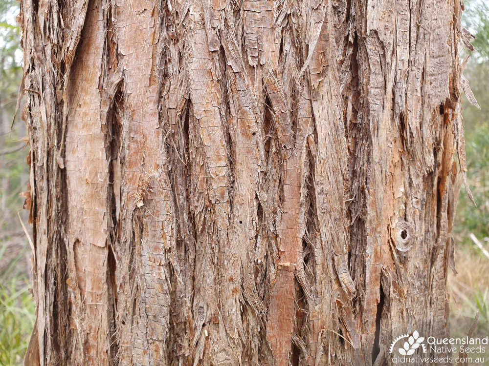 Eucalyptus acmenoides | bark | Queensland Native Seeds