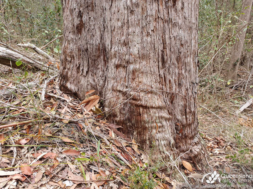 Eucalyptus acmenoides | bark, trunk base | Queensland Native Seeds