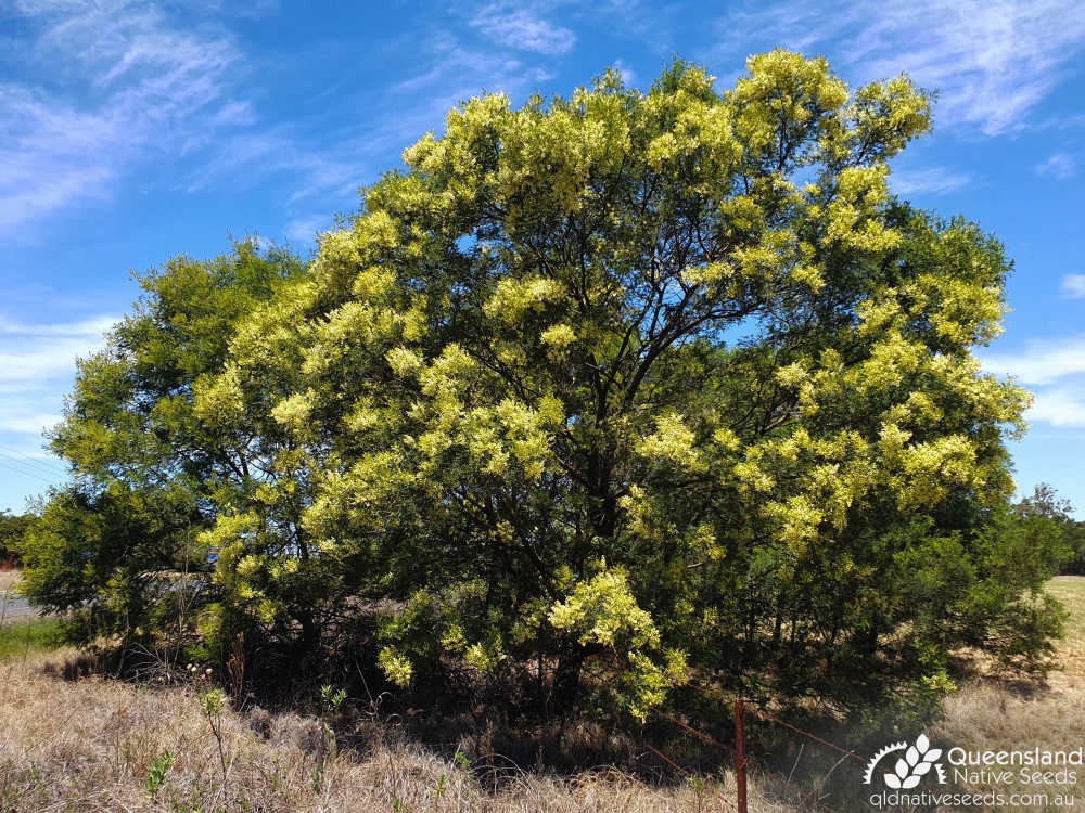 Acacia irrorata subsp. irrorata | habit | Queensland Native Seeds