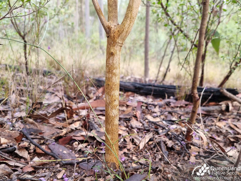 Hovea lorata | base | Queensland Native Seeds