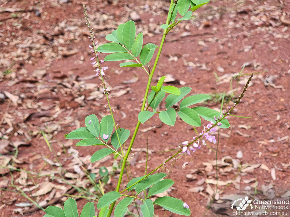 Indigofera australis | inflorescence, leaves | Queensland Native Seeds