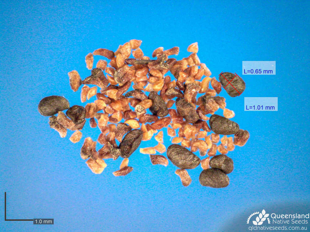 Eucalyptus moluccana | microscope seed | Queensland Native Seeds