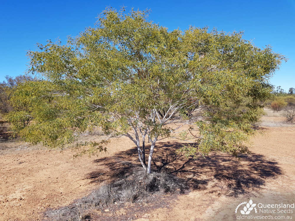 Acacia spectabilis | habit | Queensland Native Seeds