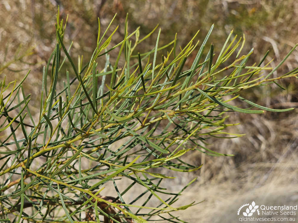 Acacia chisholmii | phyllodes | Queensland Native Seeds