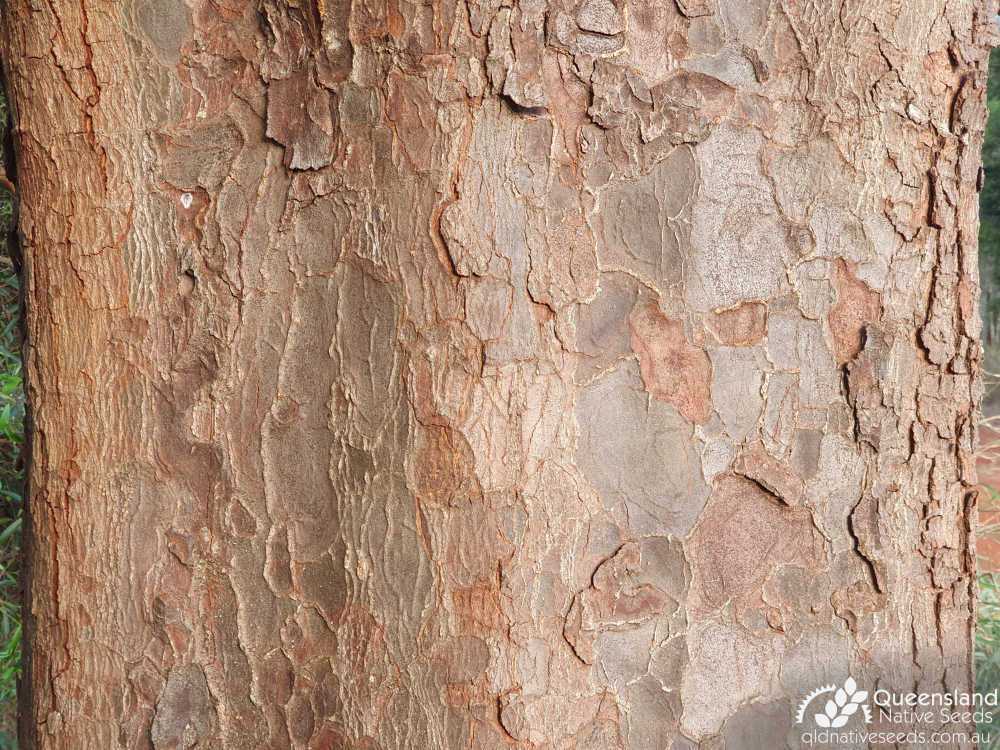 Flindersia australis | bark | Queensland Native Seeds