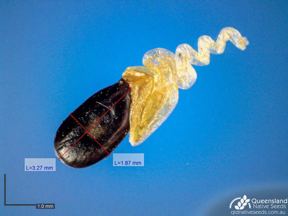 Acacia adsurgens | microscope seed | Queensland Native Seeds