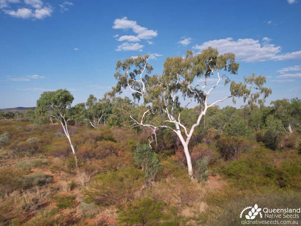 Corymbia aparrerinja | habit, habitat | Queensland Native Seeds