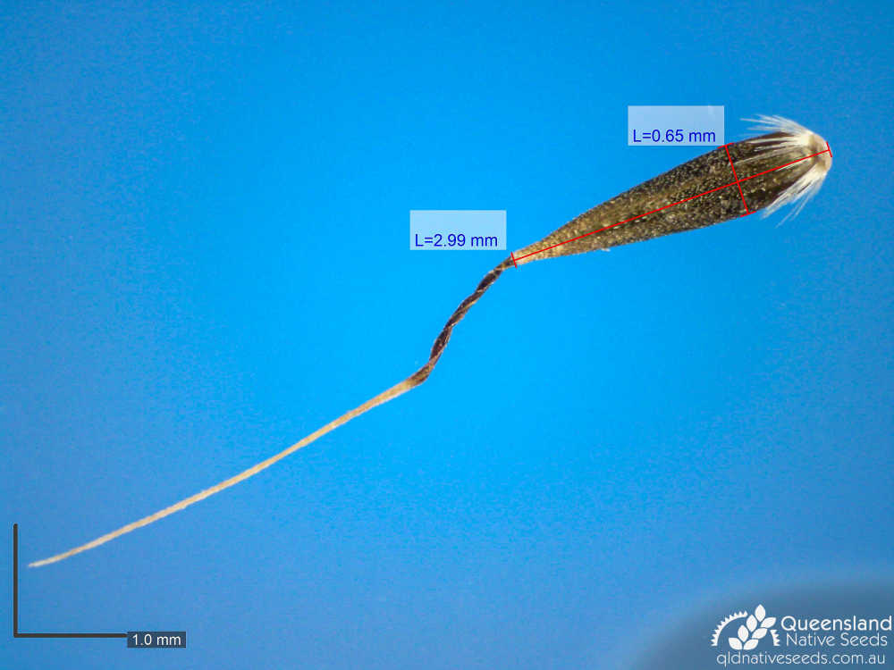 Arundinella nepalensis | 2 | Queensland Native Seeds