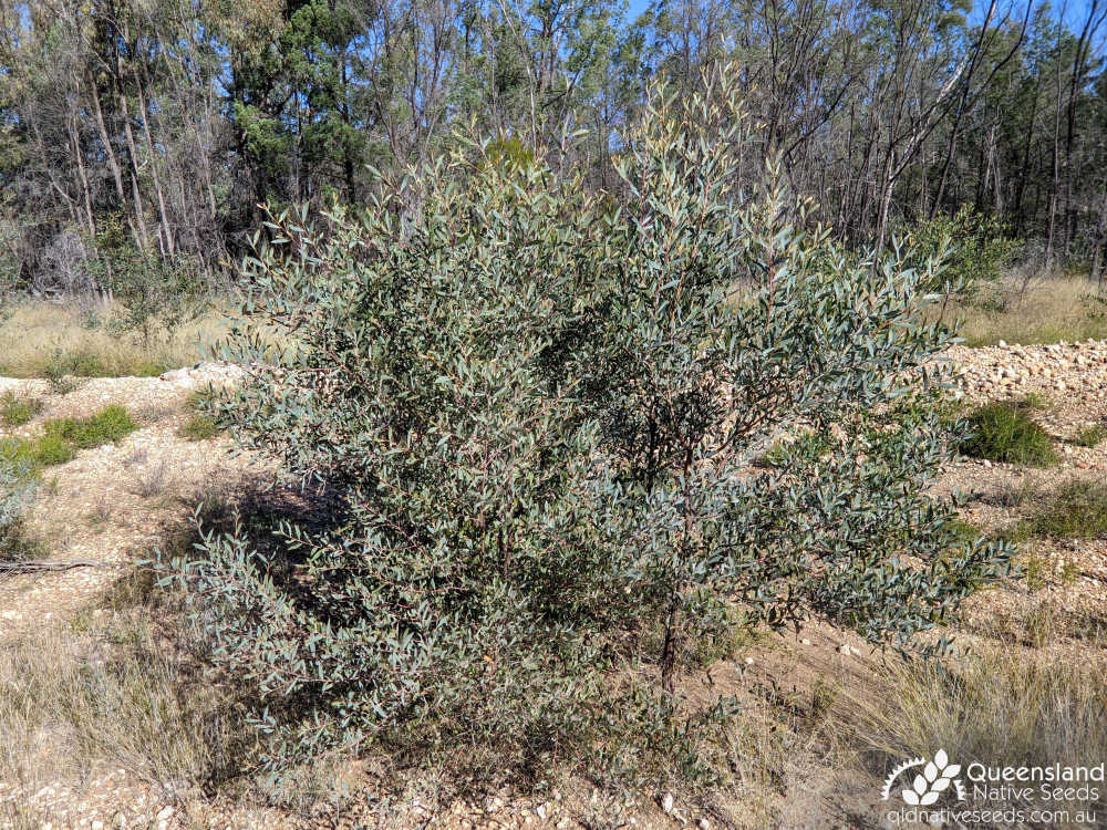 Acacia burrowii | juvenile tree habit | Queensland Native Seeds