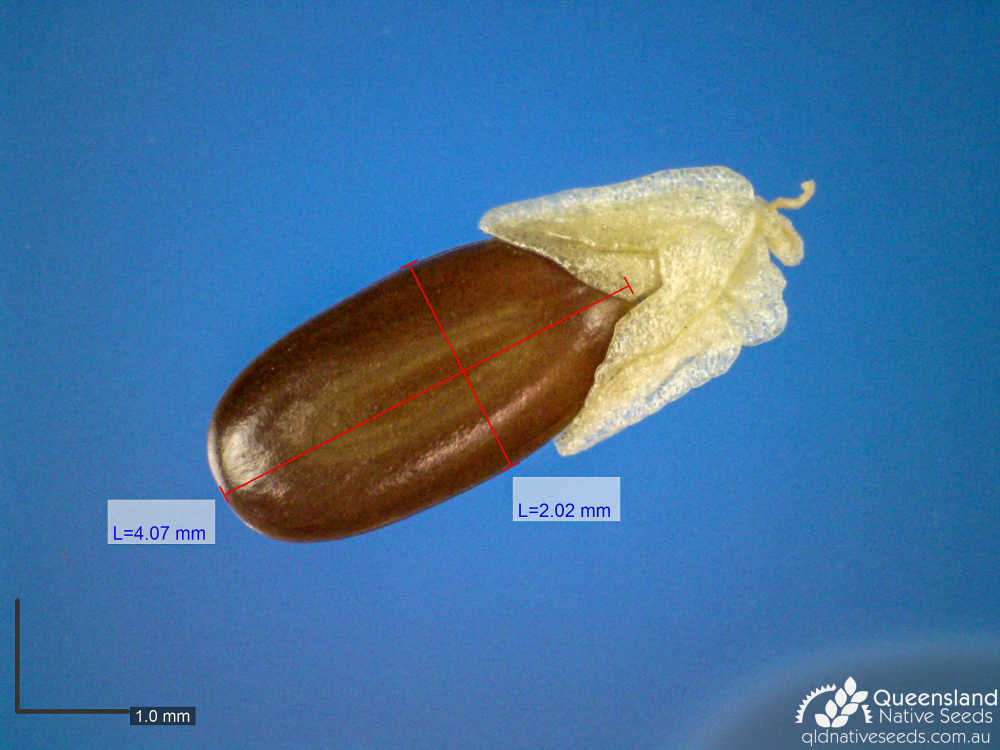 Acacia acradenia | microscope | Queensland Native Seeds