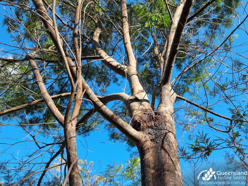 Acacia pedleyi | bark, crown | Queensland Native Seeds
