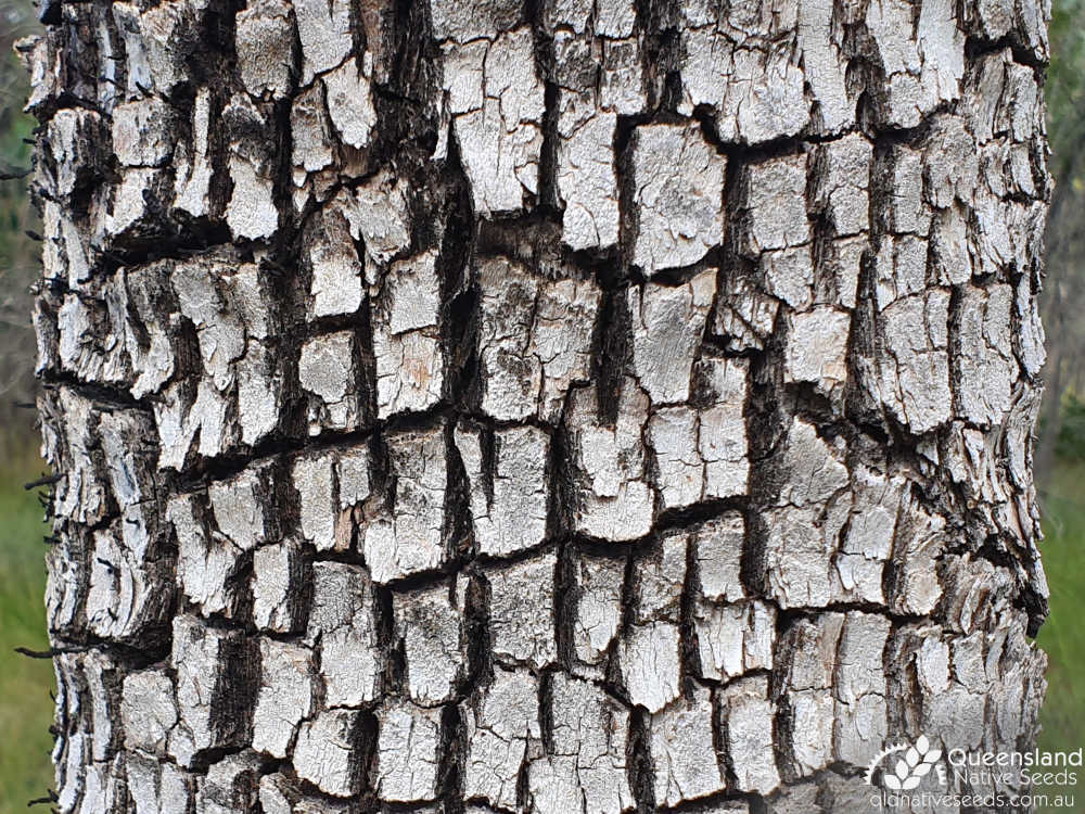 Corymbia tessellaris | bark | Queensland Native Seeds