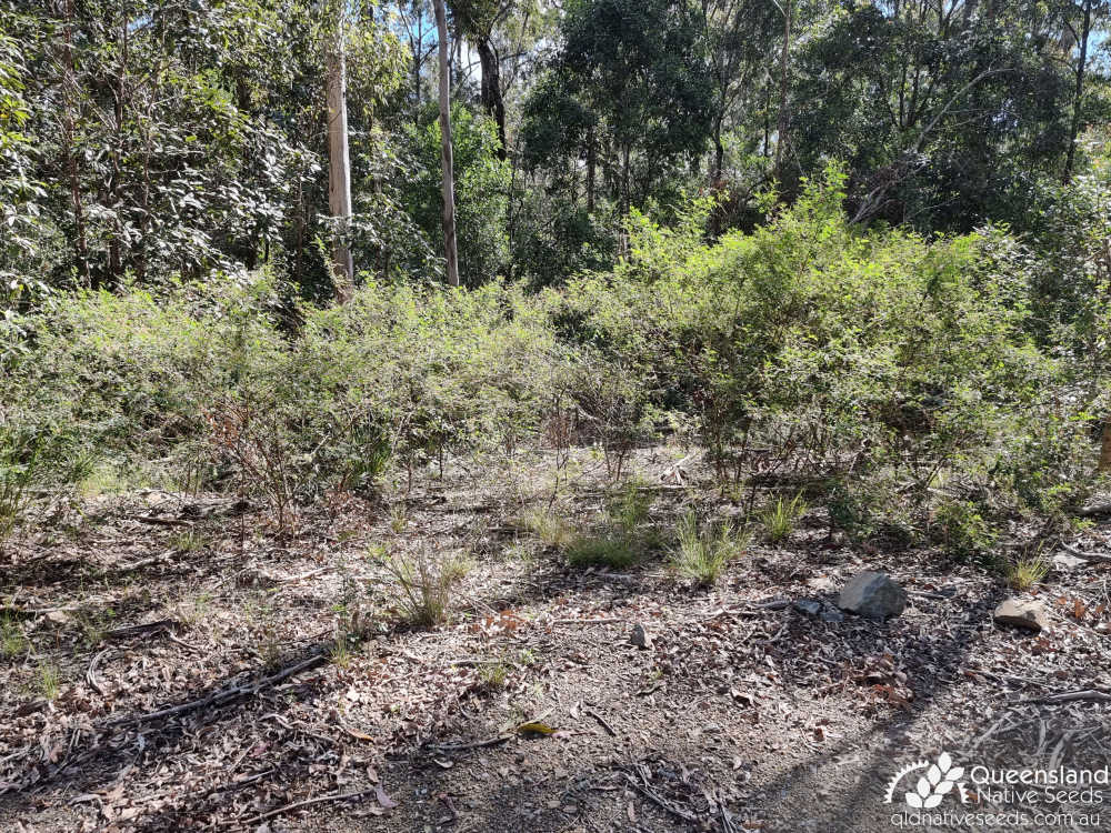 Indigofera australis | habit, habitat | Queensland Native Seeds