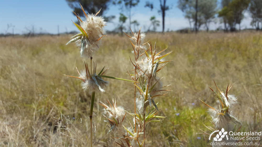 Cymbopogon obtectus | inflorescence | Queensland Native Seeds