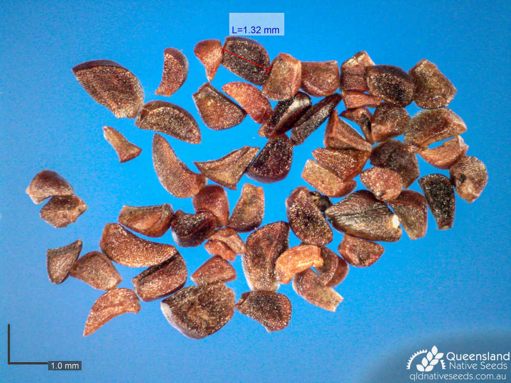 Eucalyptus latisinensis | microscope seed | Queensland Native Seeds