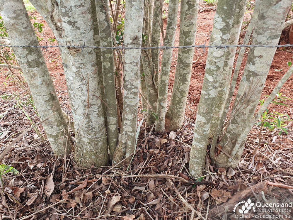 Denhamia parvifolia | base, trunk, bark | Queensland Native Seeds